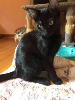 Rescue Domestic Short Hair Cats for Adoption in Randolph, Alabama - Coal | PetCurious