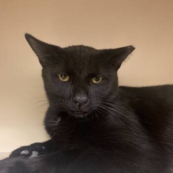 Rescue Domestic Short Hair Cats for Adoption in Dayton, Ohio - Waylon | PetCurious