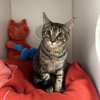 Batman -  Domestic Short Hair Cat for Adoption in Reisterstown, Maryland - Batman | PetCurious
