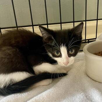 Mash Mover -  Siamese Cat for Adoption in Freeport, Florida - Mash Mover | PetCurious