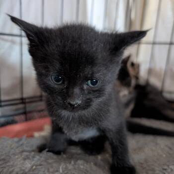 Domestic Short Hair Cats Available for Adoption - Kitten 1 | PetCurious
