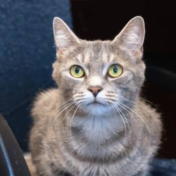 NCI5373 Diana -  Domestic Short Hair Cat for Adoption in Port Washington, New York - NCI5373 Diana | PetCurious