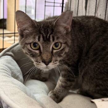 Just Wait Till Your Father Gets Home -  Domestic Short Hair Cat for Adoption in Boerne, Texas - Just Wait Till Your Father Gets Home | PetCurious