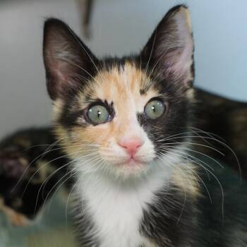 Alba -  Domestic Short Hair Cat for Adoption in Seattle, Washington - Alba | PetCurious