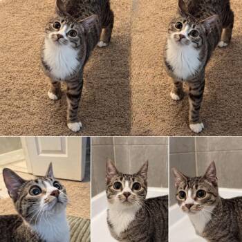 Twinkie -  Domestic Short Hair Cat for Adoption in Richmond, Texas - Twinkie | PetCurious