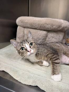 Domestic Short Hair Cats Available for Adoption in Amherst, Virginia - Lavander | PetCurious
