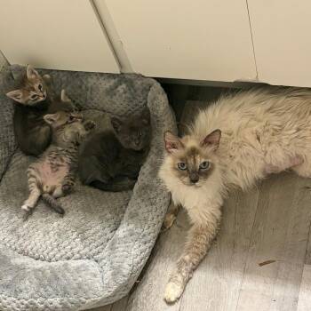 Sodalite -  Domestic Medium Hair Cat for Adoption in Tempe, Arizona - Sodalite | PetCurious