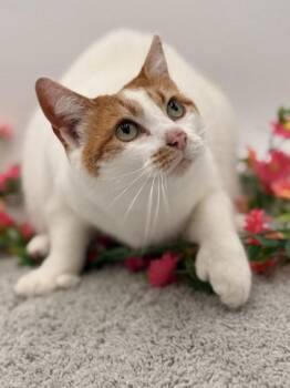 Domestic Short Hair Cats Available for Adoption - Lola (Extra Toes) | PetCurious