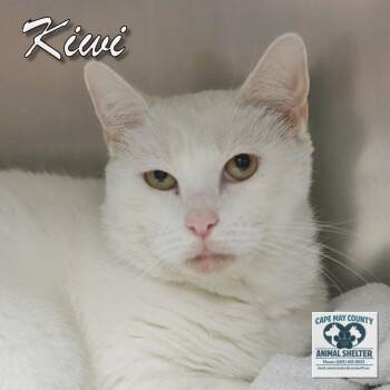 Kiwi -  Domestic Short Hair Cat for Adoption in Middle Township, New Jersey - Kiwi | PetCurious