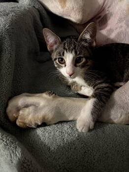 Ernie -  Domestic Short Hair Cat for Adoption in Hudson, New Hampshire - Ernie | PetCurious