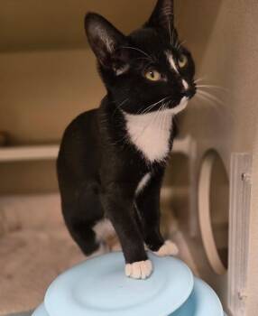 Mushi -  Tuxedo Cat for Adoption in New Rochelle, New York - Mushi | PetCurious
