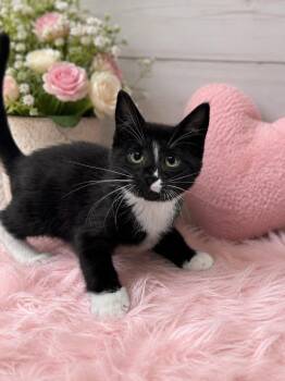 Slider -  Domestic Short Hair Cat for Adoption in Chattanooga, Tennessee - Slider | PetCurious