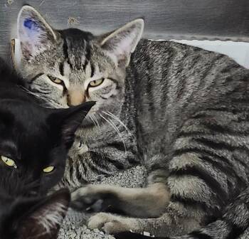 Domestic Short Hair Cats Available for Adoption - My Boy | PetCurious