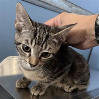 MIDAS -  Domestic Short Hair Cat for Adoption in San Bernardino, California - MIDAS | PetCurious