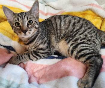 Blizzard IX -  Domestic Short Hair Cat for Adoption in Muskegon, Michigan - Blizzard IX | PetCurious
