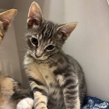 Nils -  Domestic Short Hair Cat for Adoption in Redwood City, California - Nils | PetCurious