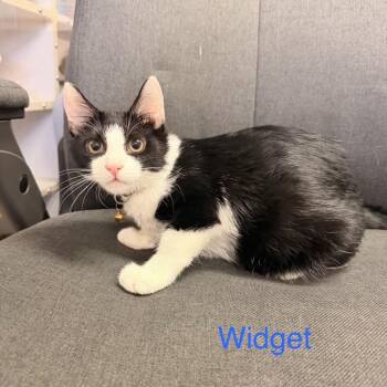 Widget -  Domestic Short Hair Cat for Adoption in Buffalo, Minnesota - Widget | PetCurious