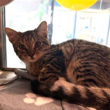 Boogie -  Domestic Short Hair Cat for Adoption in Midland, Texas - Boogie | PetCurious