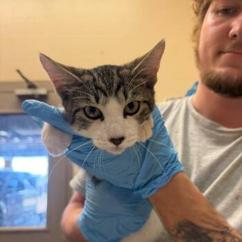 Zipper -  Domestic Short Hair Cat for Adoption in Birmingham, Alabama - Zipper | PetCurious