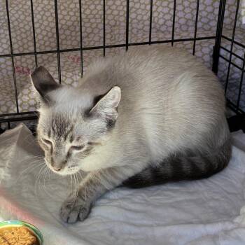 LIAM -  Domestic Short Hair Cat for Adoption in Richmond, California - LIAM | PetCurious