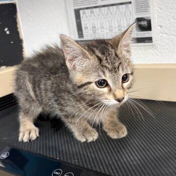 Domestic Short Hair Cats Available for Adoption in Ardmore, Oklahoma - Rosie | PetCurious