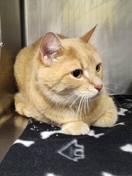 Domestic Short Hair Cats Available for Adoption in Albuquerque, New Mexico - SUNSHINE | PetCurious