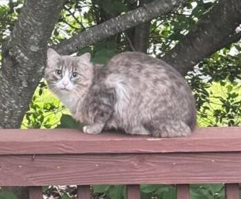 Whispy -  Domestic Medium Hair and Domestic Short Hair Cat for Adoption in Fairfax, Virginia - Whispy | PetCurious