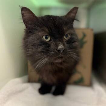 Domestic Medium Hair Cats Available for Adoption in Fairport, New York - Monster Mash | PetCurious