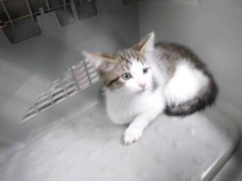 TATEM -  Domestic Short Hair Cat for Adoption in Kalamazoo, Michigan - TATEM | PetCurious