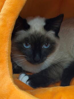 Rescue Siamese and Domestic Short Hair Cats for Adoption in Palo Alto, California - Nutmeg | PetCurious