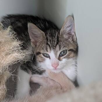 Americone Dream in Frederick, MD -  Domestic Short Hair Cat for Adoption - Americone Dream In Frederick, MD | PetCurious