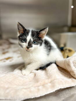 Rescue Domestic Short Hair Cats for Adoption in Sanford, North Carolina - Dr. Jekyll | PetCurious