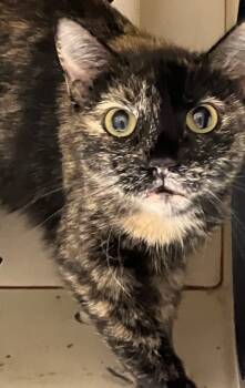 Rescue Domestic Short Hair Cats for Adoption in Christiansburg, Virginia - Mary Shelley | PetCurious