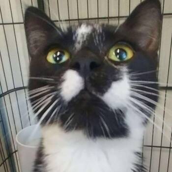 Domestic Short Hair Cats Available for Adoption in Winthrop, Maine - Triangle | PetCurious