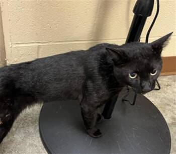 Rescue Domestic Short Hair Cats for Adoption in Texas City, Texas - ORION | PetCurious
