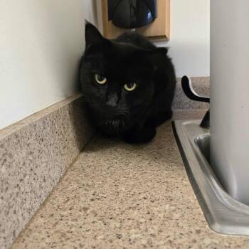 Rescue Domestic Short Hair Cats for Adoption in West Branch, Michigan - Gigi | PetCurious