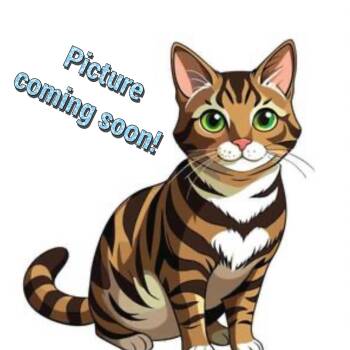 Atomic Flounder -  Domestic Short Hair Cat for Adoption in Elyria, Ohio - Atomic Flounder | PetCurious