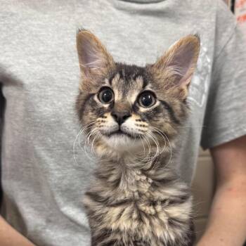 Woods 28541 -  Domestic Medium Hair Cat for Adoption in Middleburg, Florida - Woods 28541 | PetCurious