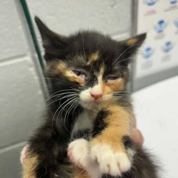 Martha -  Domestic Short Hair Cat for Adoption in West Olive, Michigan - Martha | PetCurious