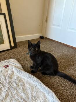 Rescue Domestic Short Hair Cats for Adoption in Northfield, Ohio - SPOOKS | PetCurious