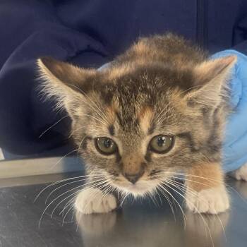 Kala -  Domestic Medium Hair Cat for Adoption in Chapel Hill, North Carolina - Kala | PetCurious