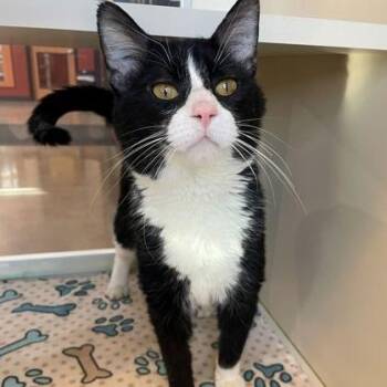 Domestic Short Hair Cats Available for Adoption - Frederick | PetCurious