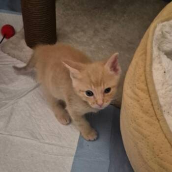 Domestic Short Hair Cats Available for Adoption in Westminster, California - Darwin | PetCurious