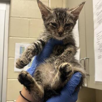 08/09/2026-Stray-11thAvenue-1 -  American Shorthair Cat for Adoption in Columbus, Georgia - 08/09/2026-Stray-11thAvenue-1 | PetCurious