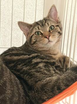 Domestic Short Hair Cats Available for Adoption - Frost - Available 2/14 | PetCurious