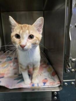 Squid -  Domestic Short Hair Cat for Adoption in Gainesville, Florida - Squid | PetCurious