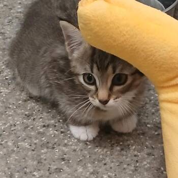 Sir Dunkin -  American Shorthair Cat for Adoption in Blue Ridge, Georgia - Sir Dunkin | PetCurious