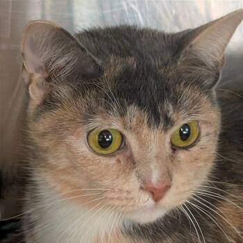 Jaden -  Domestic Short Hair Cat for Adoption in Asheville, North Carolina - Jaden | PetCurious