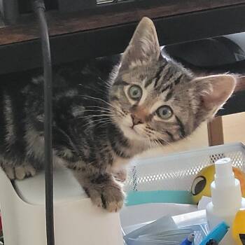 Arya $150 -  Domestic Short Hair Cat for Adoption in Milwaukee, Wisconsin - Arya $150 | PetCurious