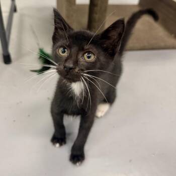 Flapjack -  Domestic Short Hair Cat for Adoption in Houston, Texas - Flapjack | PetCurious